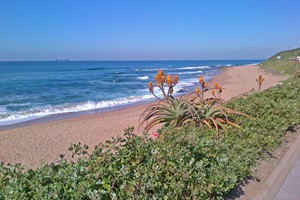 Aloes on beach