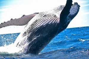 whale-dolphin-watching-umdloti