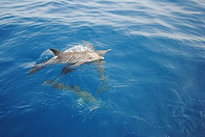 whale-dolphin-watching-umdloti (2)